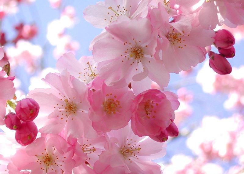 Offerta SPECIALE PASQUA 2016 - Armonia di Primavera - Montecatini Terme